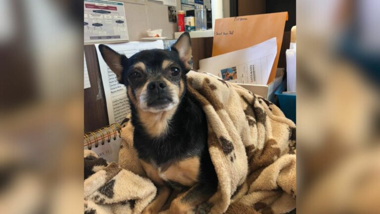 ten-year-old chihuahua