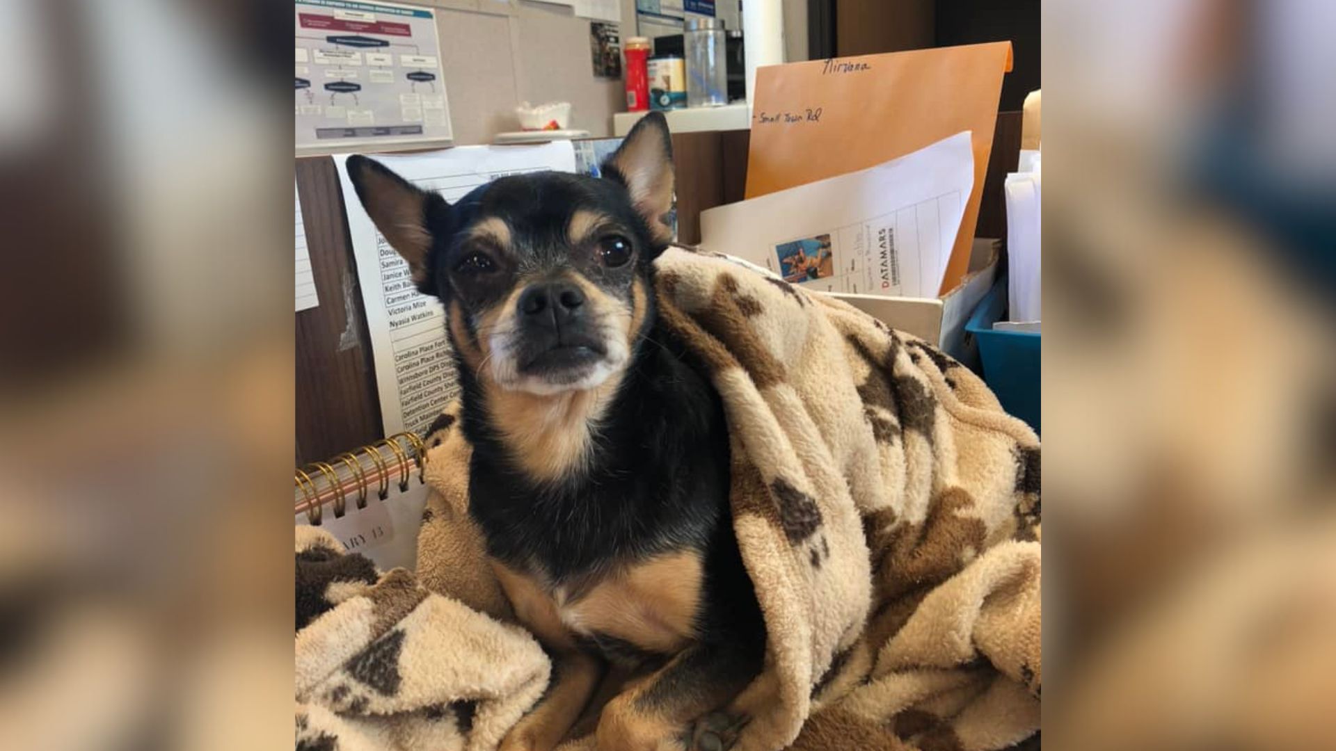 North Carolina Pup Abandoned After Ten Years Thinks Every Car Is His Family Coming Back For Him