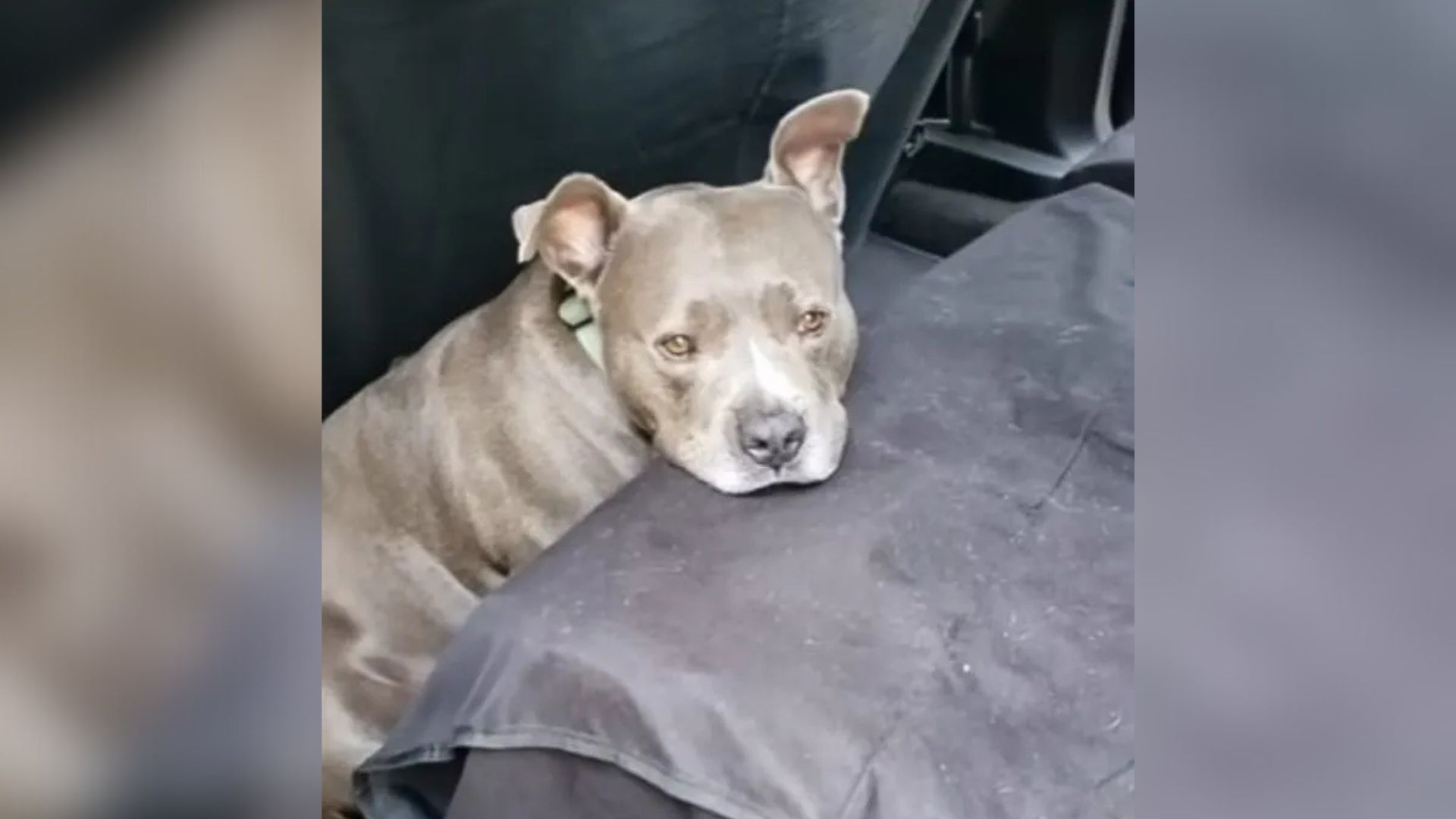 North Carolina Pup Spent His Days Chained Outside Until Rescuers Stepped In