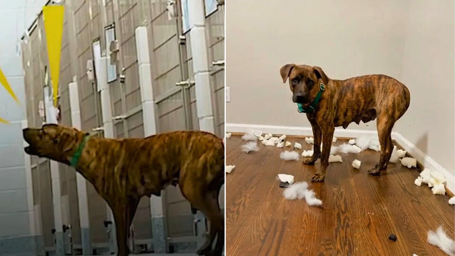 North Carolina Rescue Saves ‘Aggressive’ Dog Scheduled For Euthanasia In Last-Minute Miracle