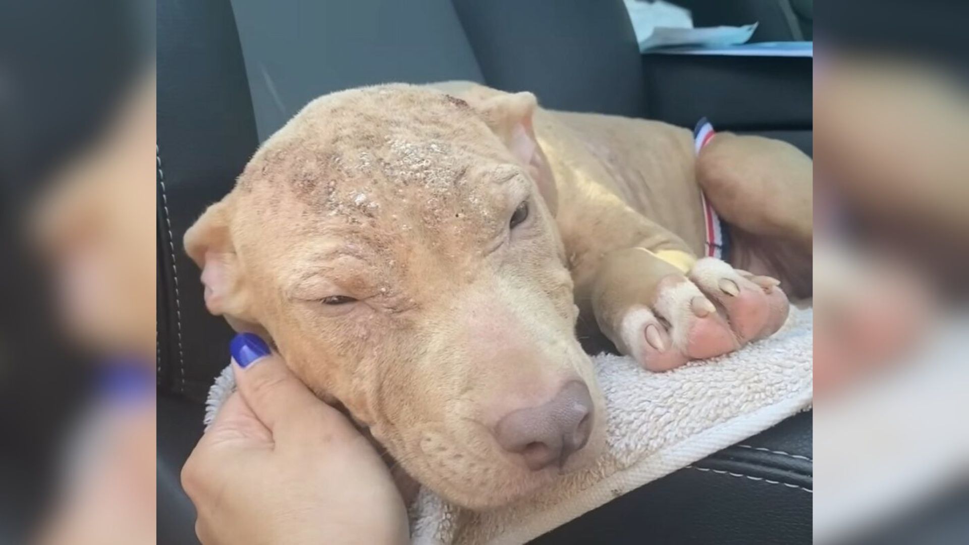 North Carolina Rescuers Help Mangy Pittie Transform Into A Brand-New Princess