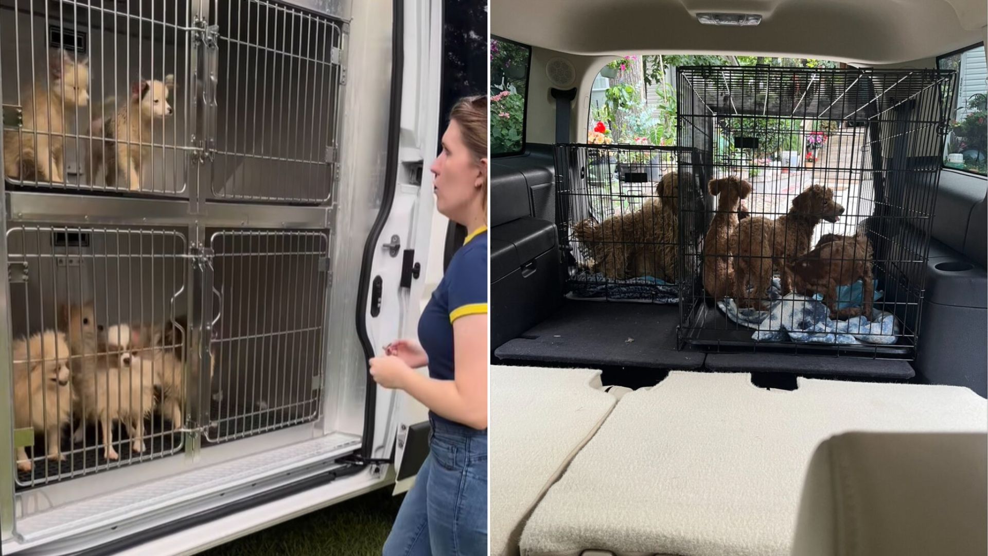 trapped dogs