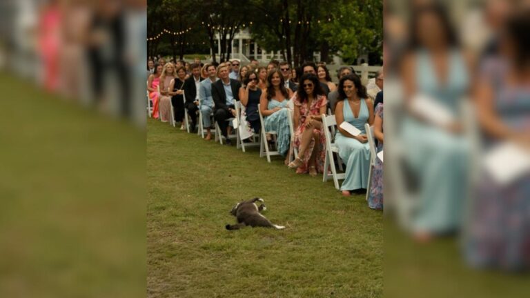 small kitten stunned wedding ceremony