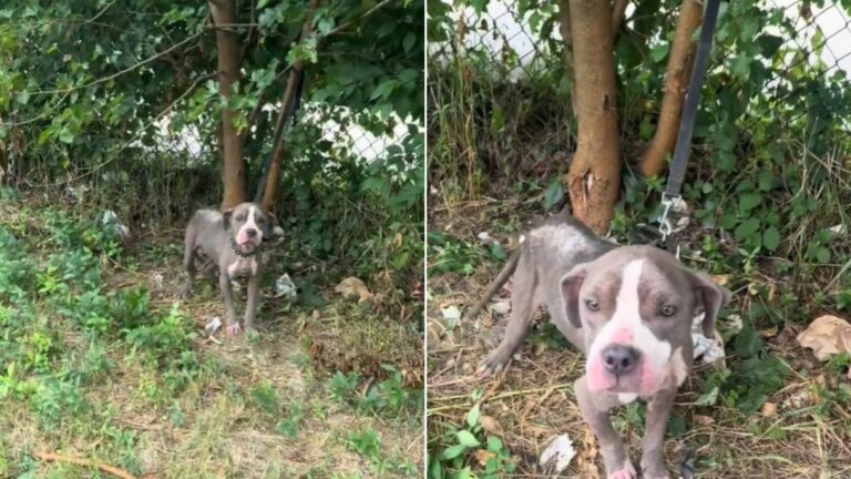 pup tied to a tree in the forest