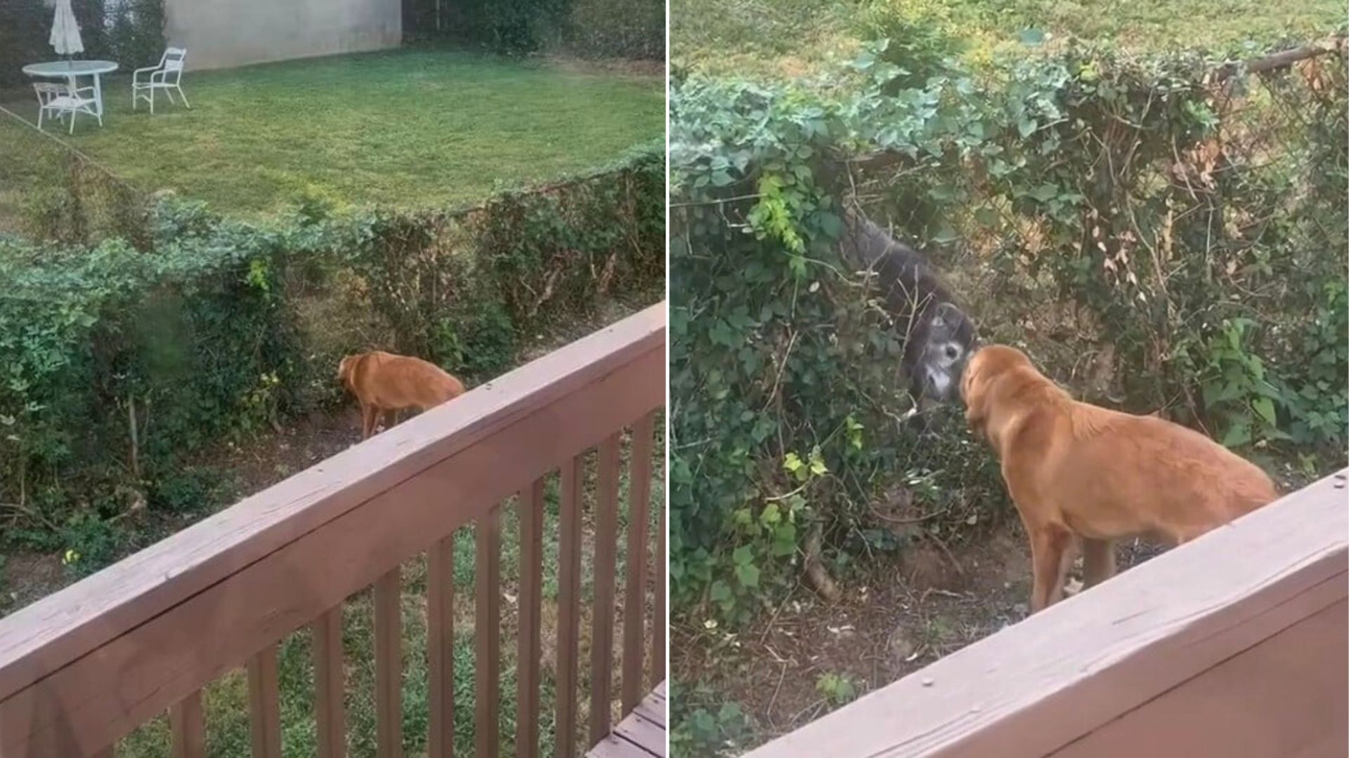 Ohio Puppy Tears Through Backyard Ivy To Create Unlikely Friendship
