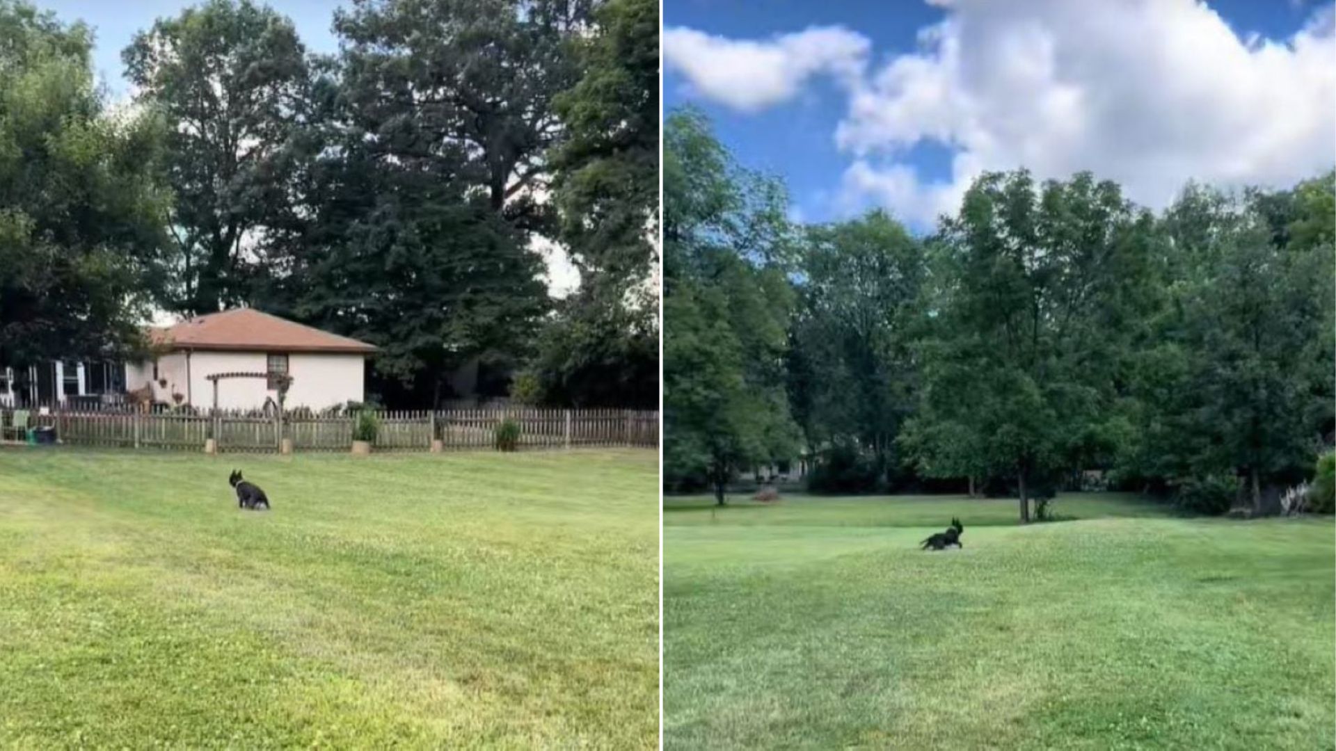 Ohio Volunteer’s Sweetest Gesture Heals A Broken-Hearted Shelter Dog