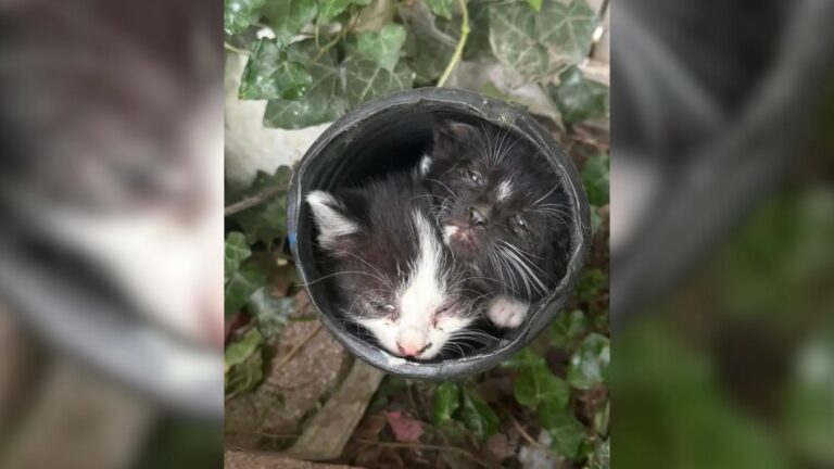 tiny kittens