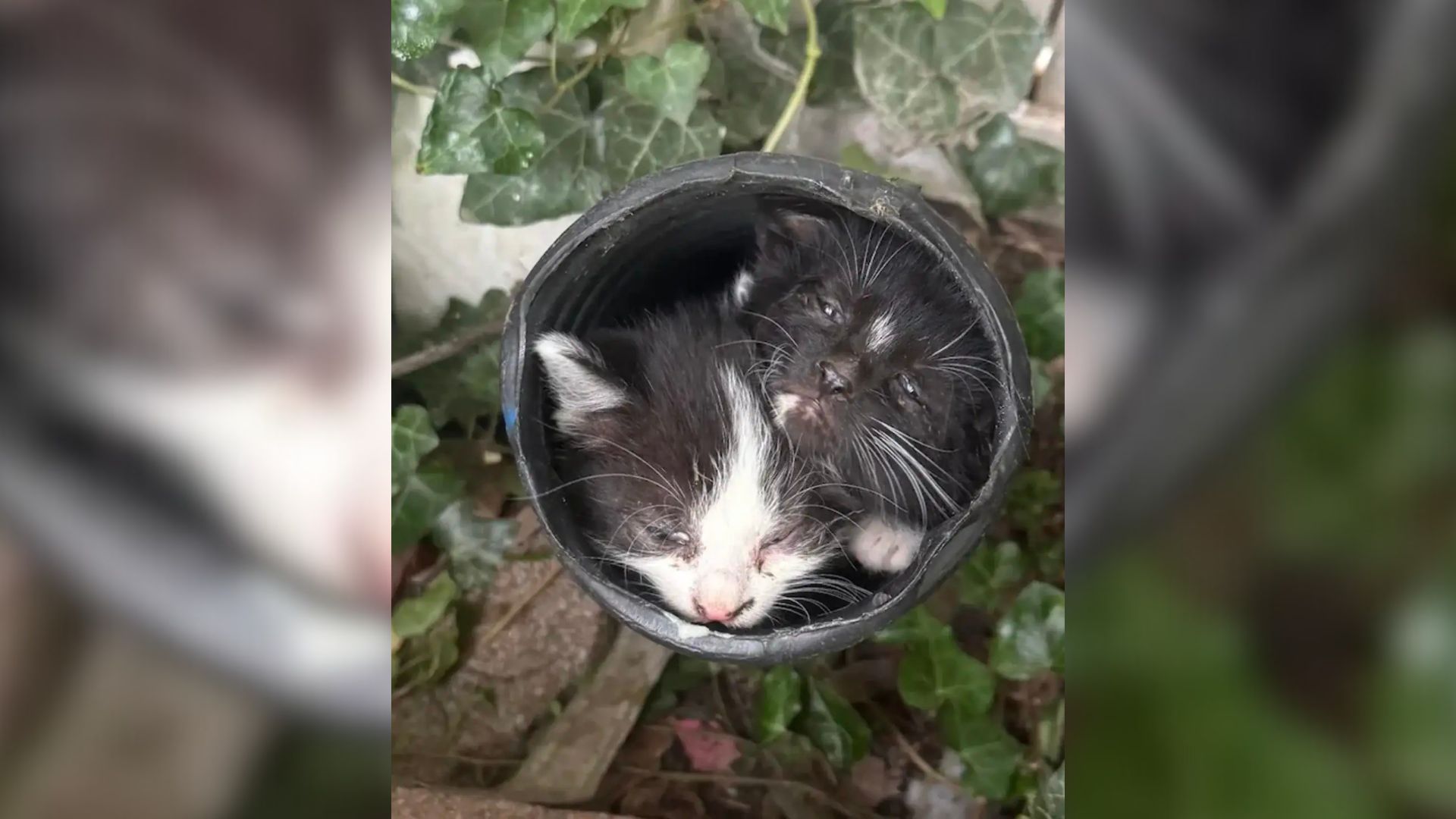Ohio Woman Stunned To Discover 7 Tiny Babies In Her Garden Drain And Rescues Them All