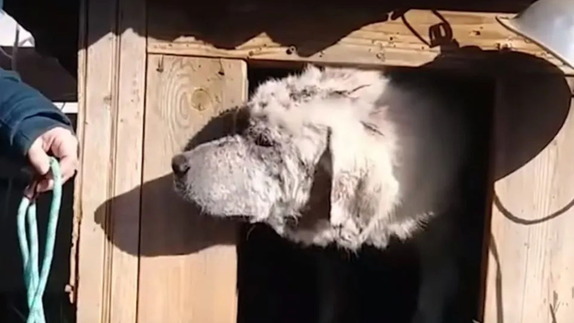 dog in doghouse