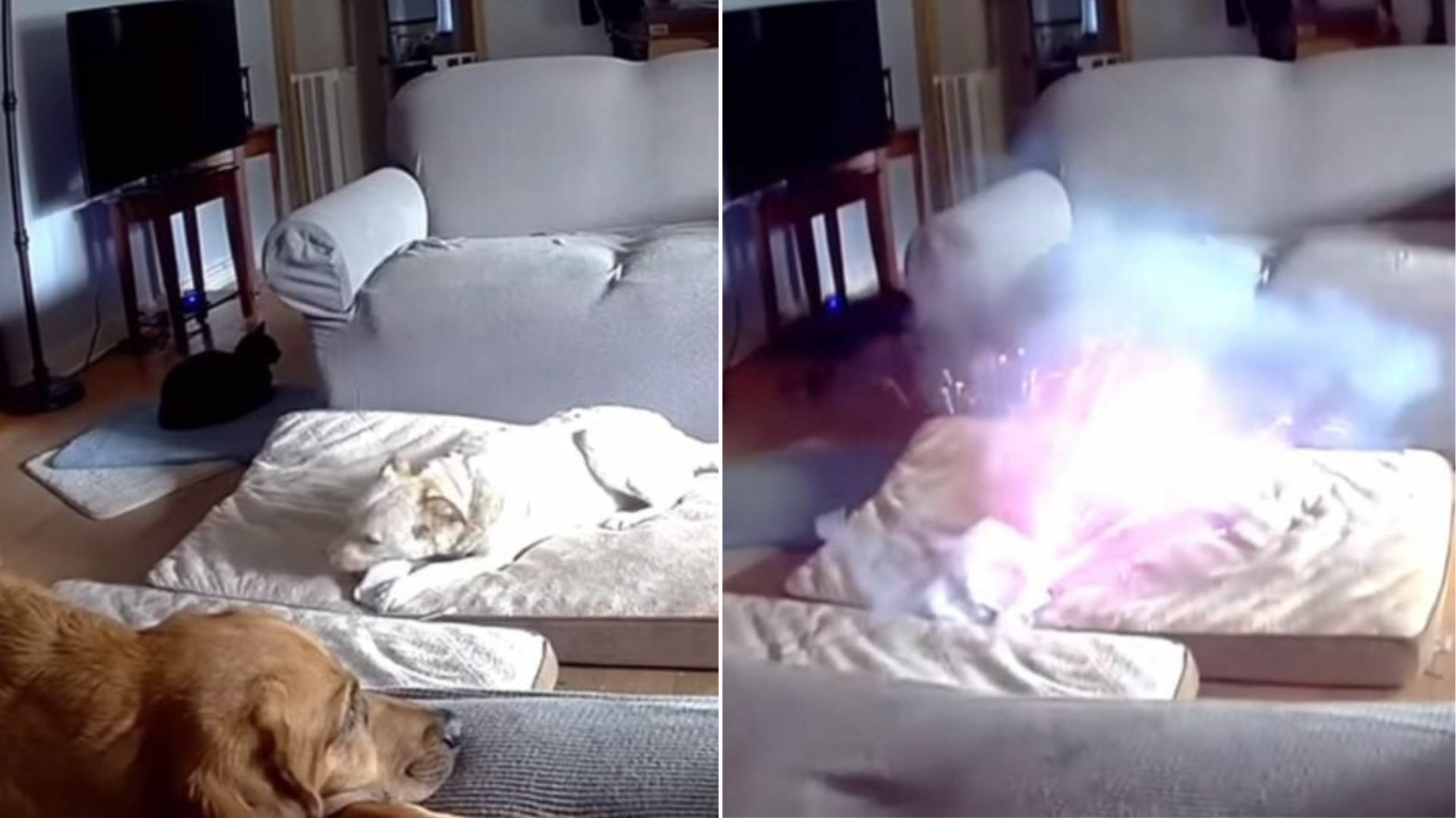 dog in house