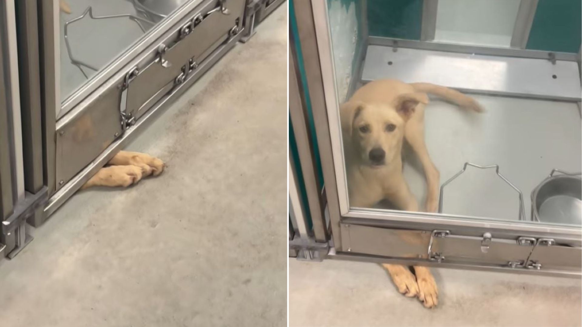 Oklahoma Rescuers Are Devastated When They See This Dog’s Reaction Every Time Someone Passes His Kennel