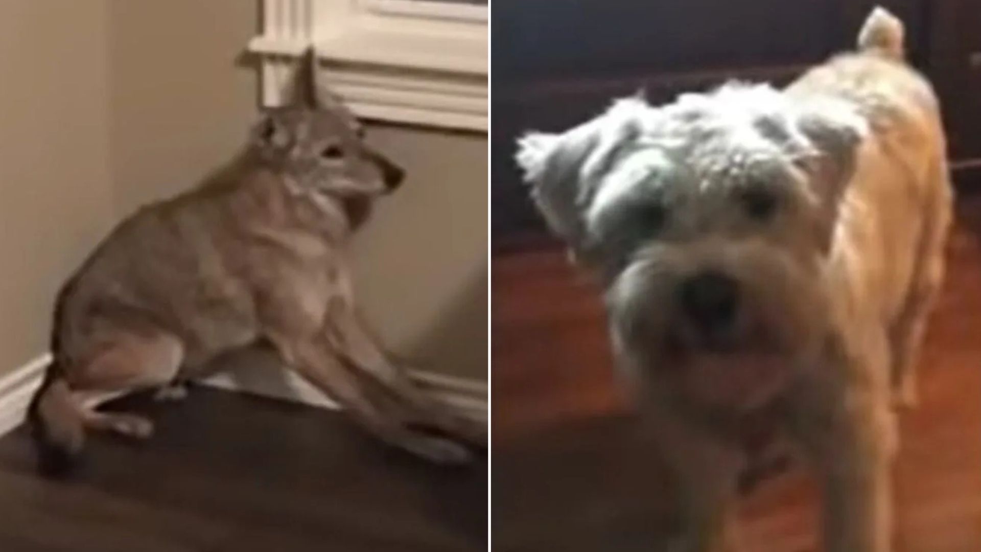 cute dog