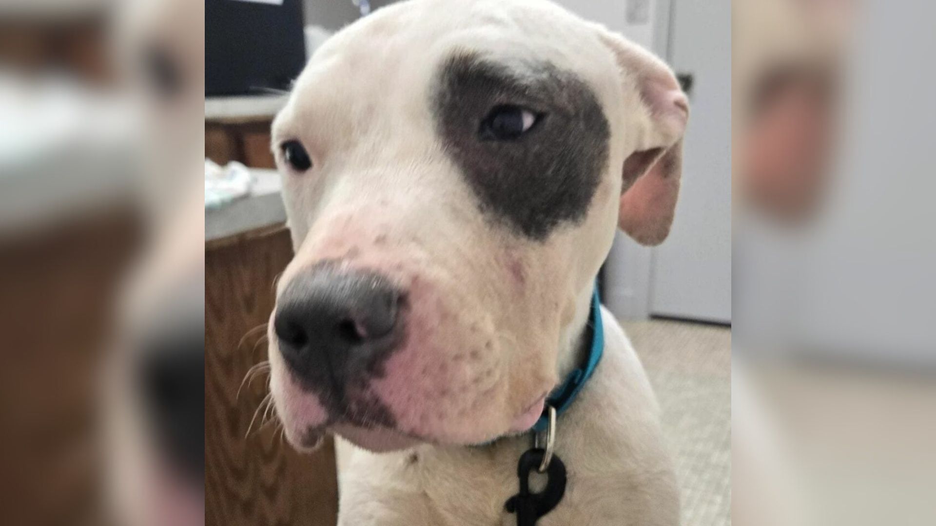 pit bull in house