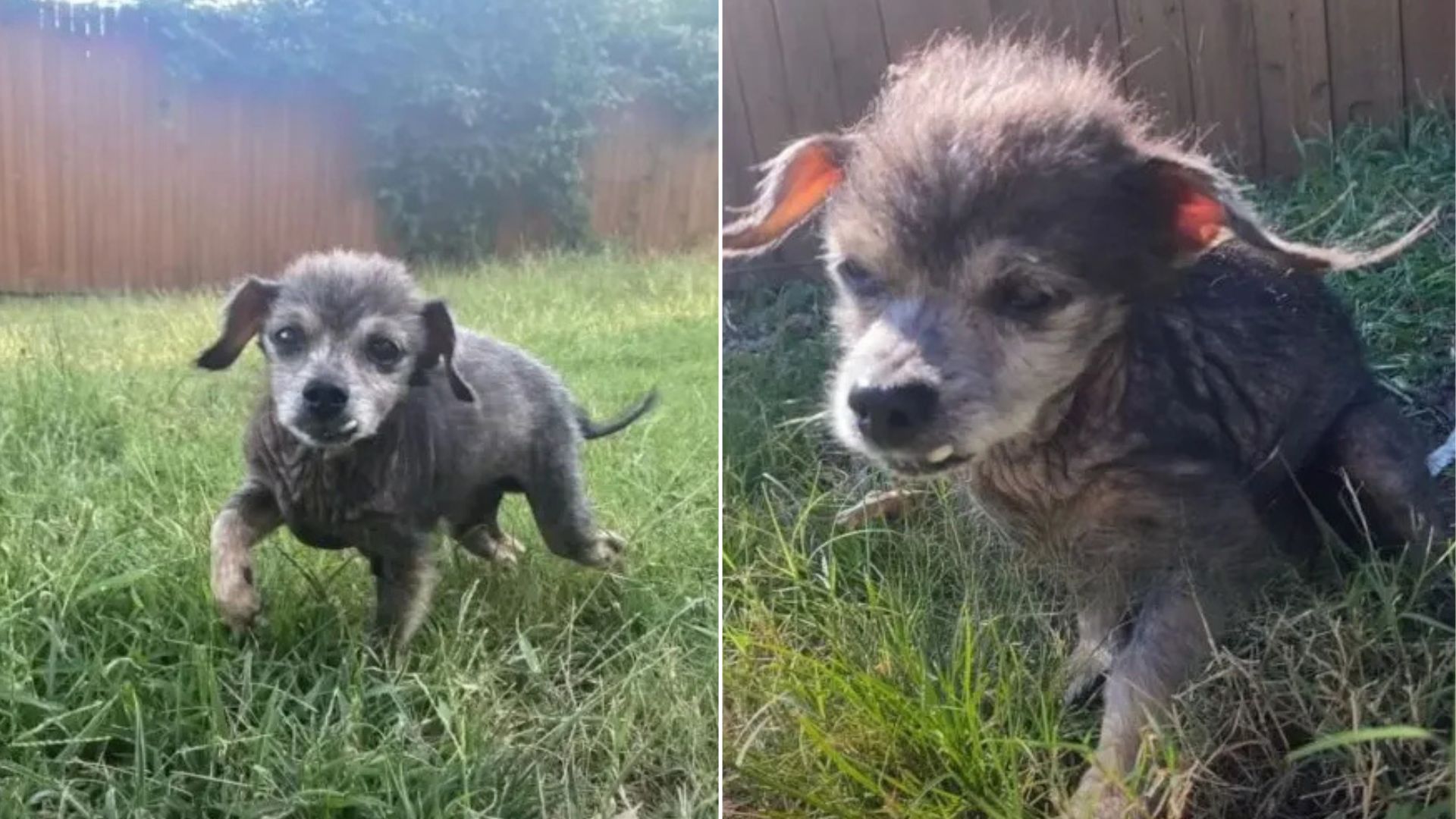 Oklahoma’s Senior Dog Faces Despair After Heartbreaking Surrender By His Owners