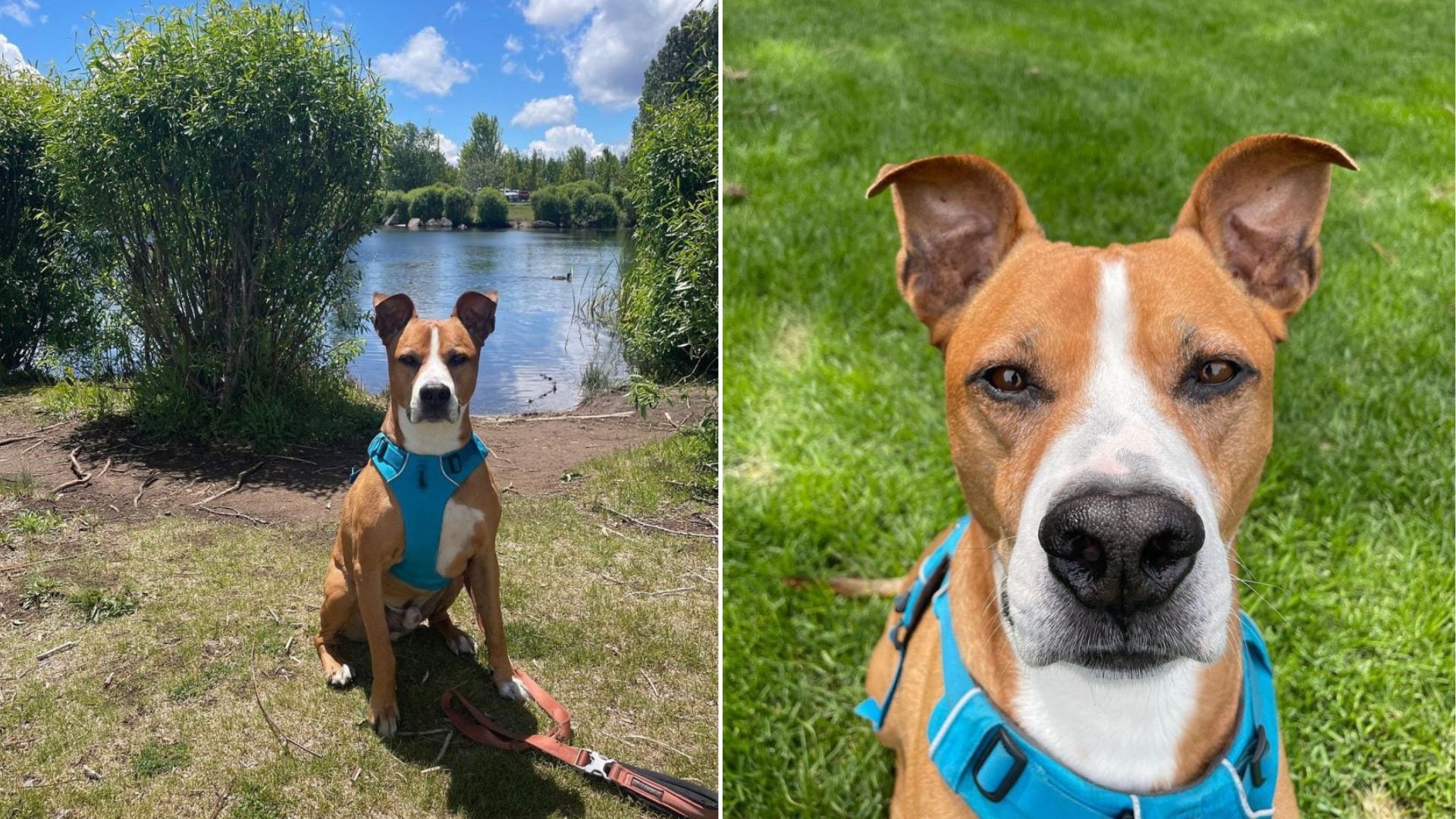 Oregon Dog Chained Outside For Nearly A Year Finally Learns What Love And Freedom Feel Like
