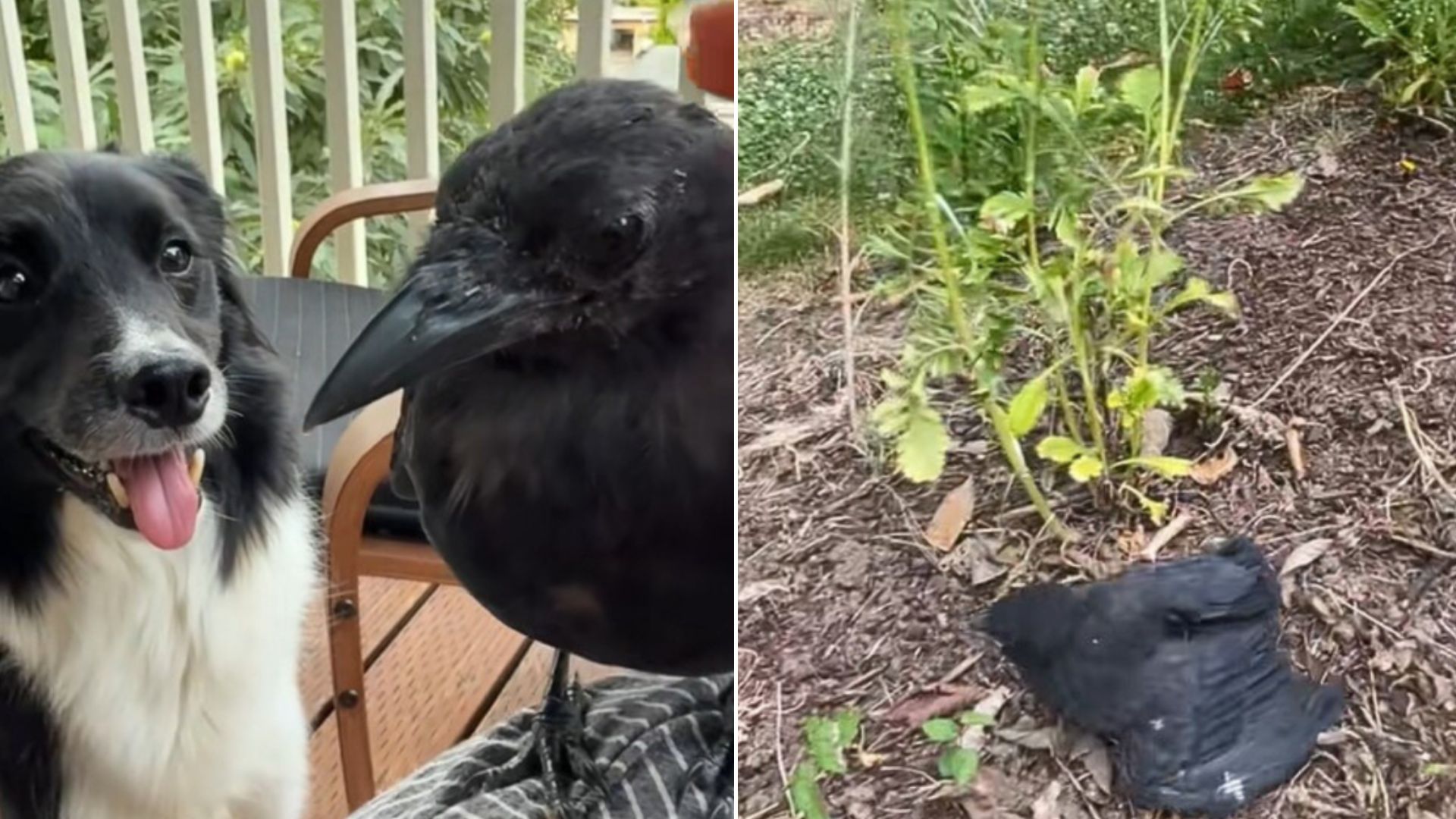 dog and crow