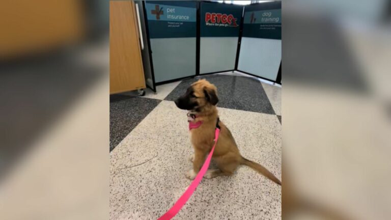 dog on leash