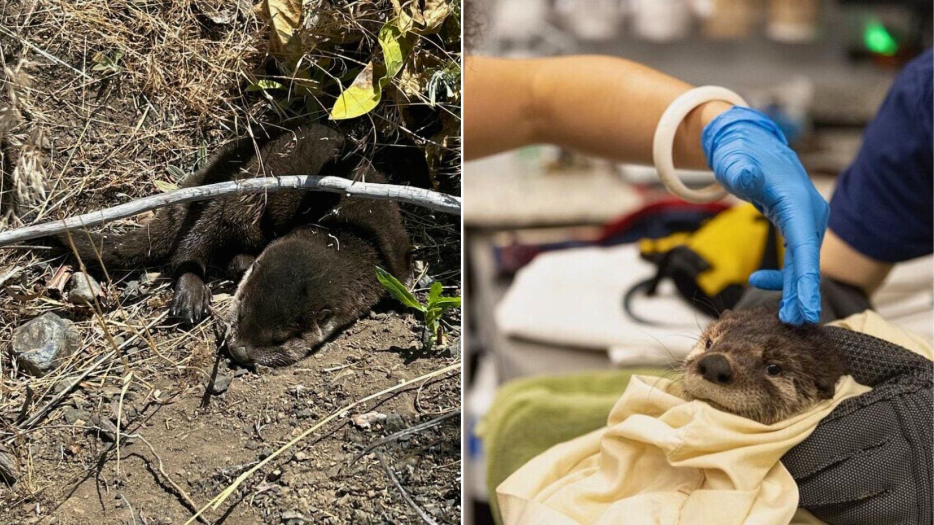 Oregon Ranger Encounters Mysterious Brown Shape In Ditch, Then Makes Astonishing Discovery