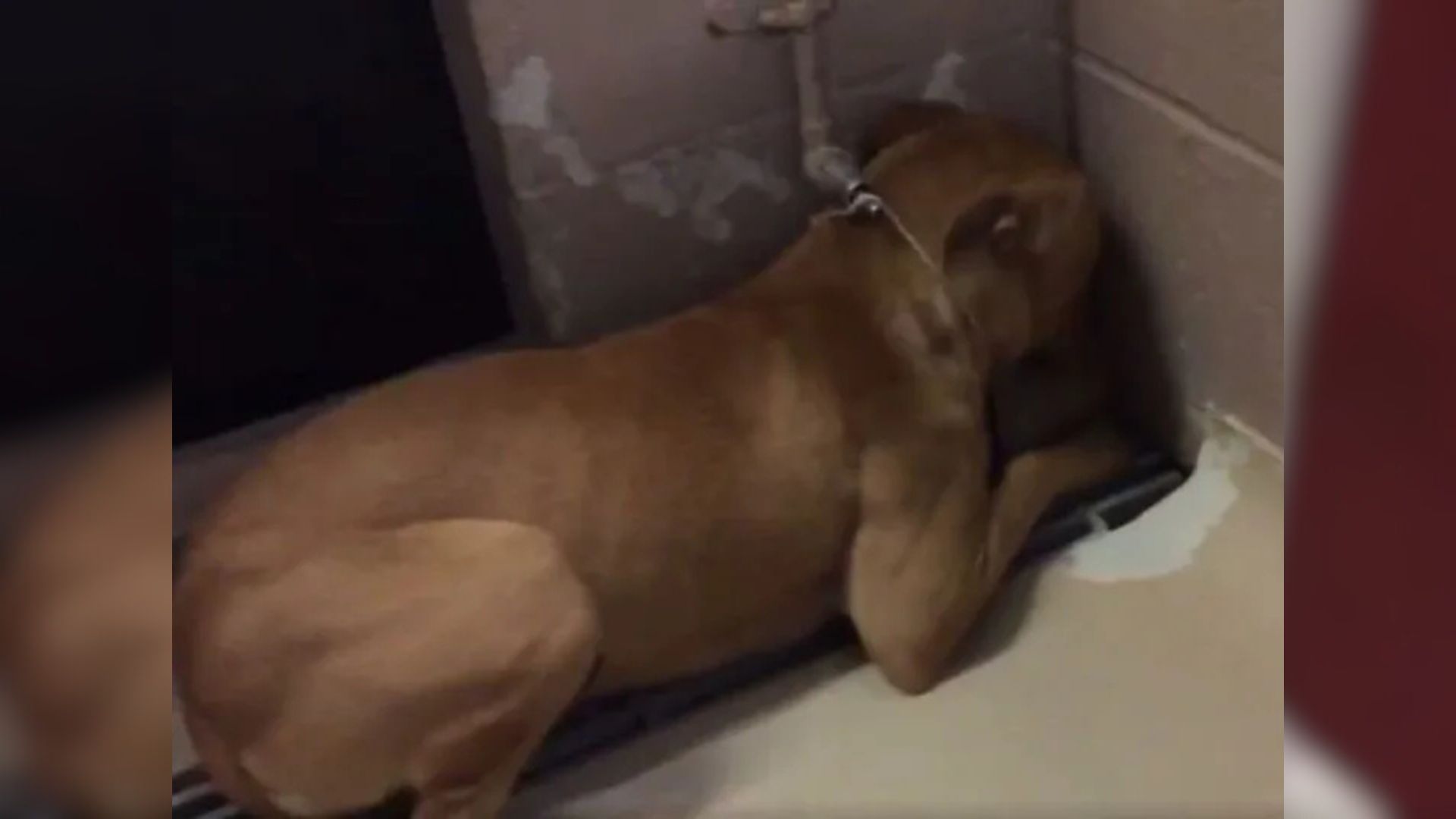 Orphan Pup From Texas Was So Traumatized That She Would Not Stop Staring At The Corner Of Her Kennel