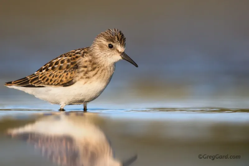Semipalmated Sandpipers