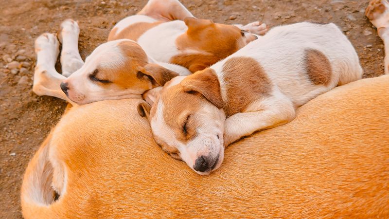 Rural Spay/Neuter Service Gaps