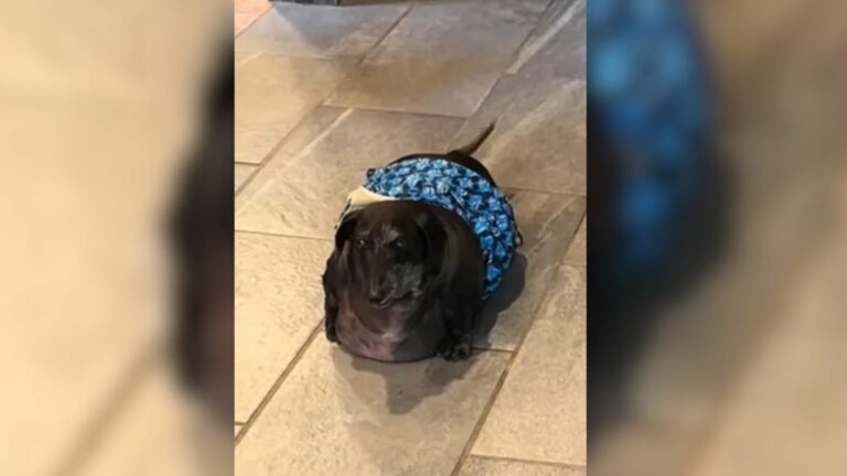 overweight dachshund