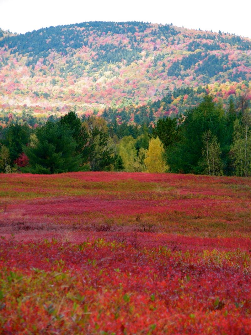 Schoodic's Secret Seaside Splendor