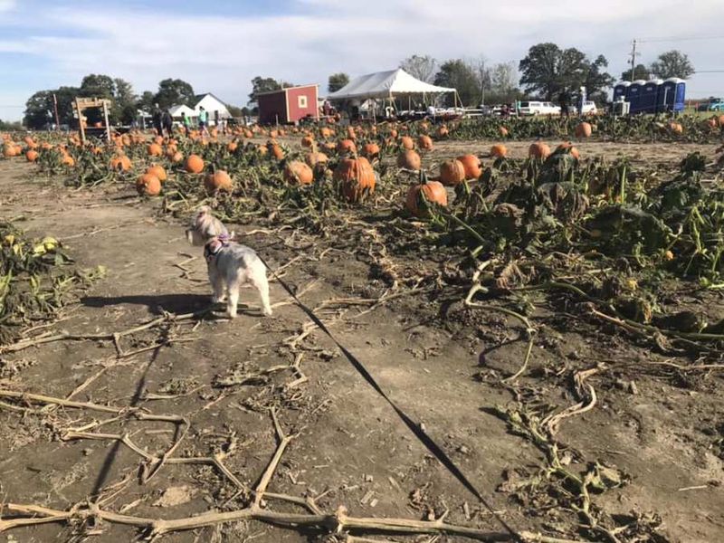 Hogan Farms Pumpkin Patch & Corn Maze — Brownsburg, IN