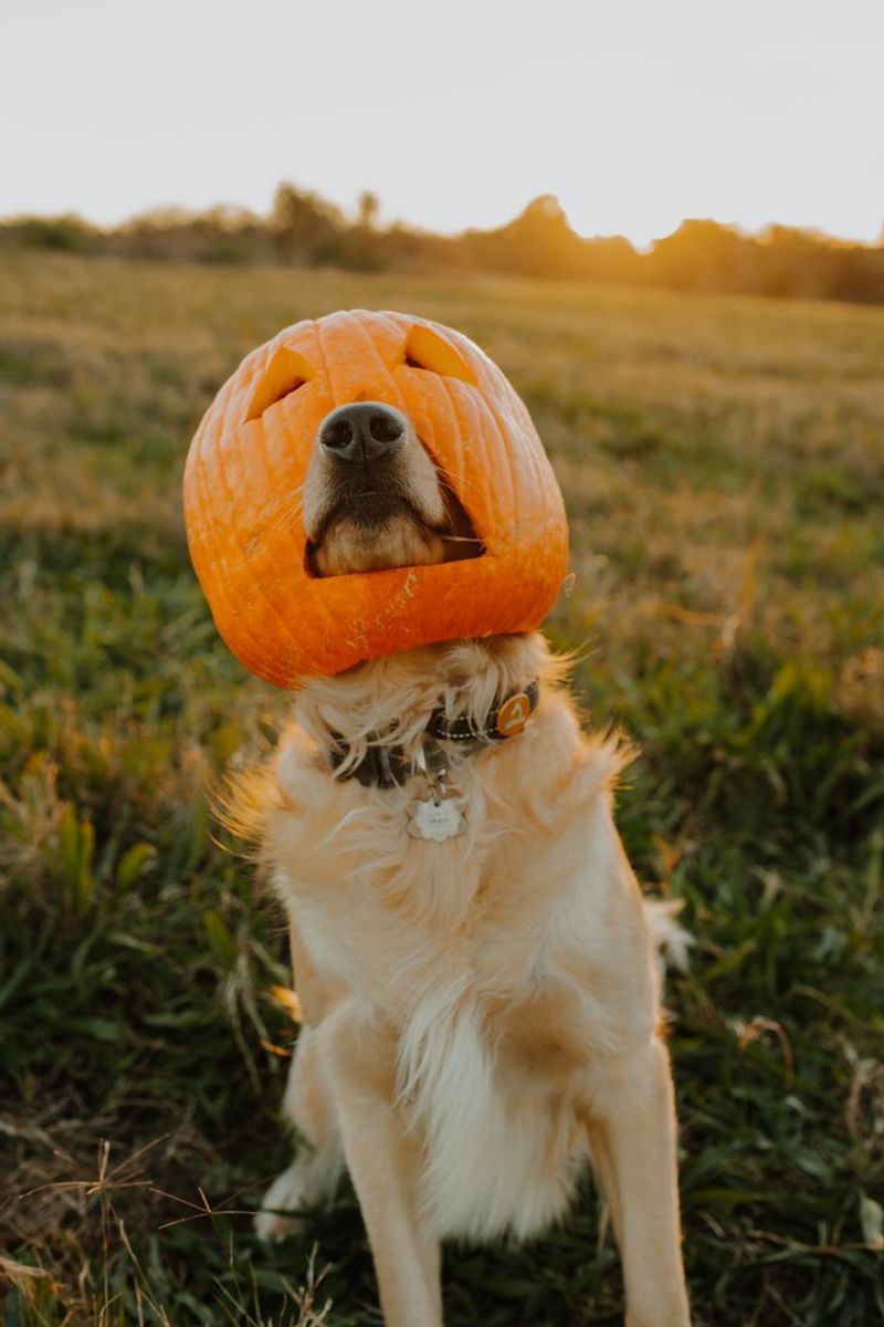 Port Farms Fall Harvest Festival