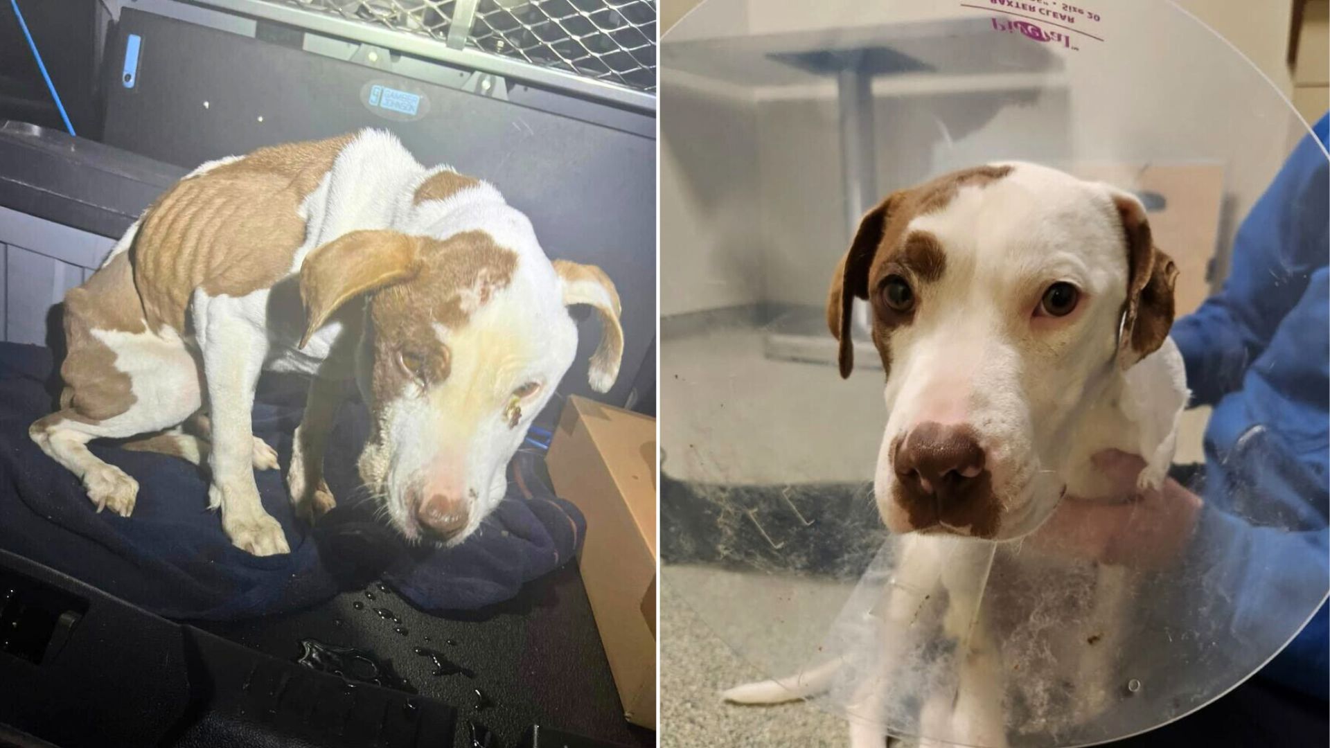 Pennsylvania Officer Came Across A 19-Pound Pup And Realized She Needed Immediate Care