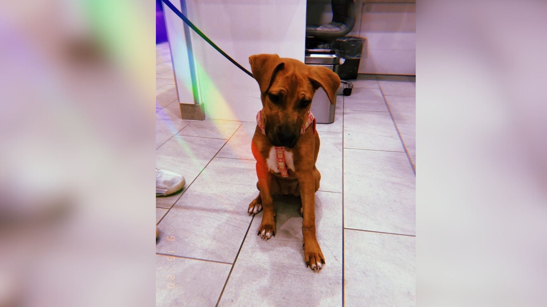 Pennsylvania Owner Learns Why Strangers Keep Avoiding Her Dog And It’s Heartbreaking
