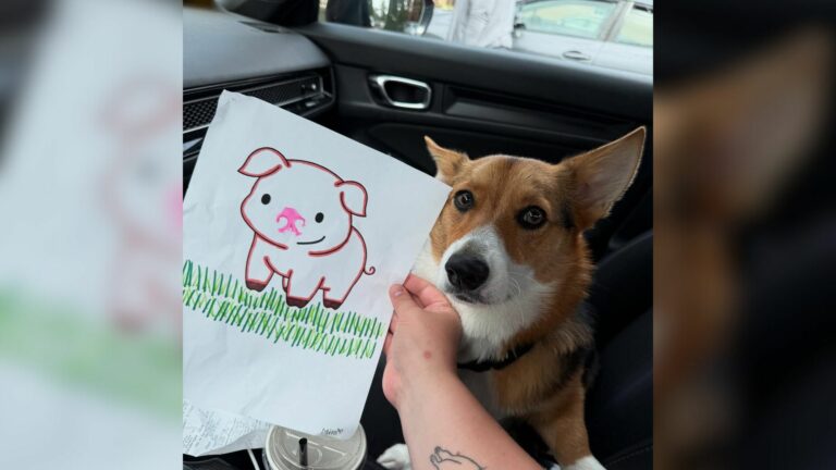 corgi dog