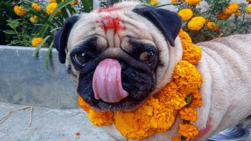 Native American Fall Festival