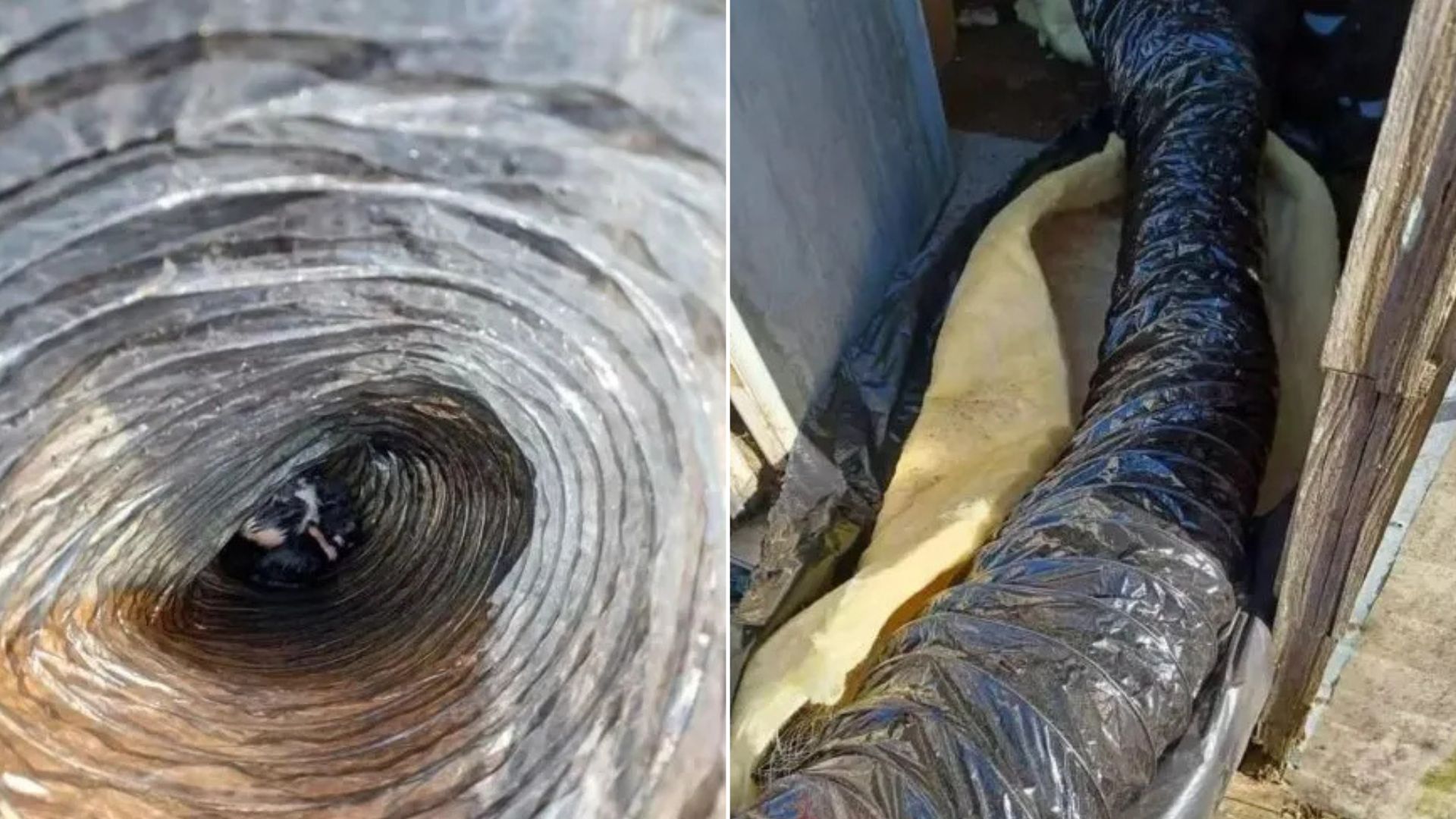 Pennsylvania Rescuers Heard Strange Sounds In A Trailer, What They Found Left Them Speechless