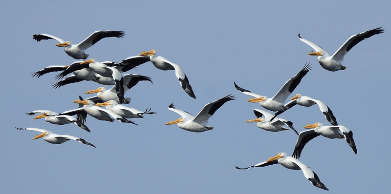 American White Pelicans