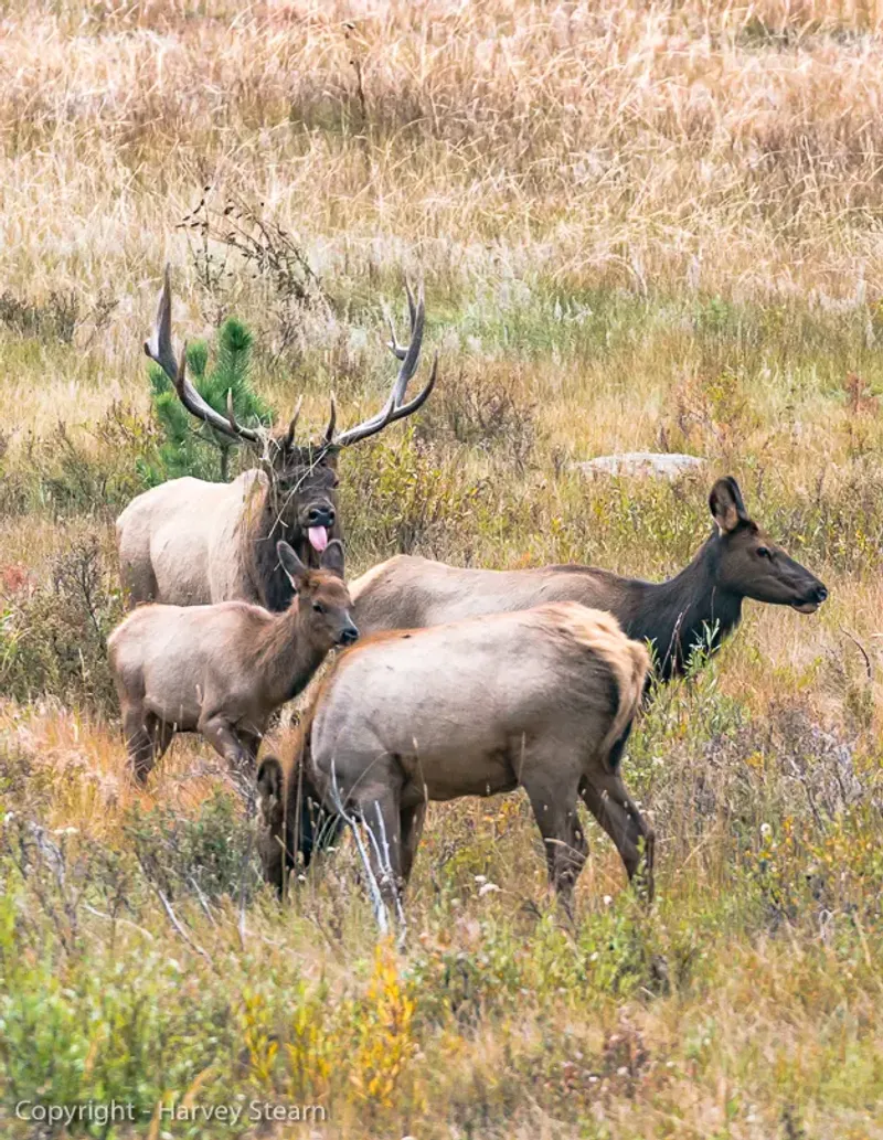 Massive Population Makes Sightings Guaranteed