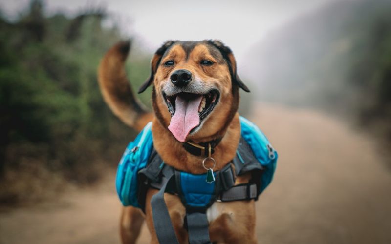 Mix Of Gentle Greenways And Harder Hikes For All Energy Levels