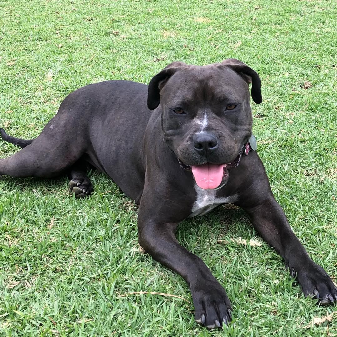 Pitbull laying on grass