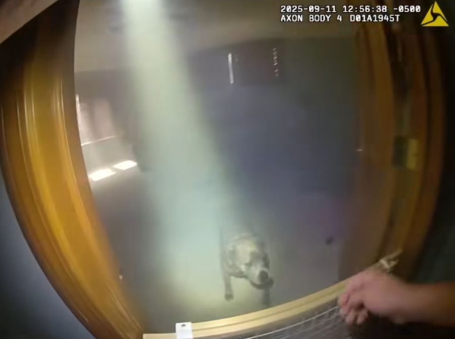 Police dog