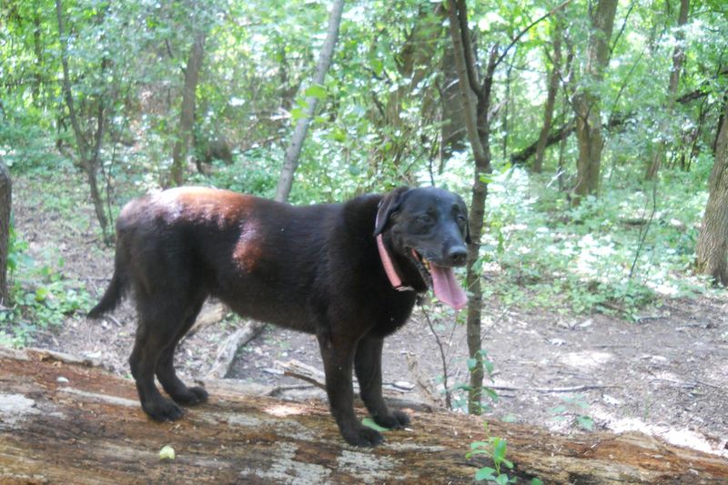 Lakewood Off-Leash Dog Area: Wauconda's Hidden Gem