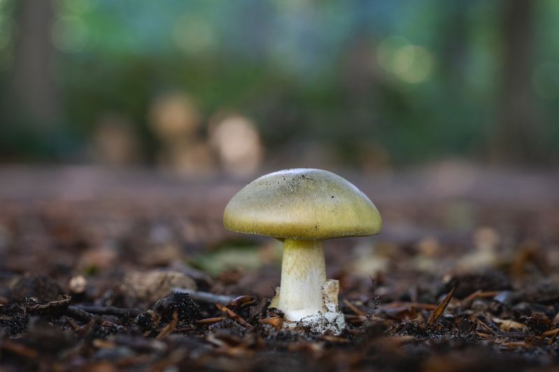 Mushroom Madness in Wet Woods