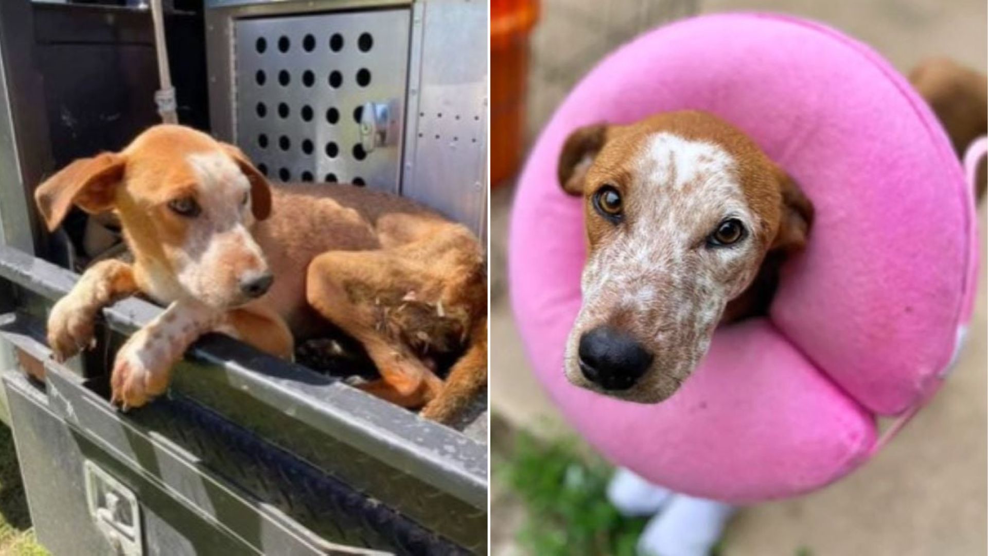 pretty dog rescued from a hole