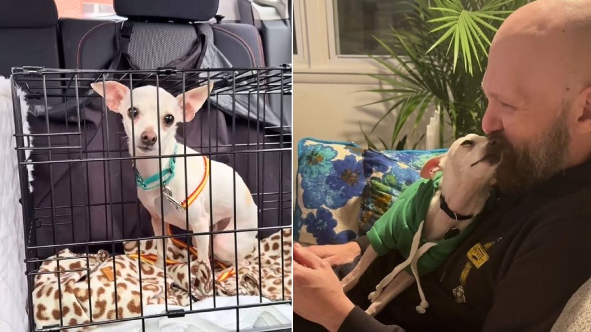 Pup From North Carolina Was Heartbroken After Being Rejected And Surrendered To Shelter By His Family