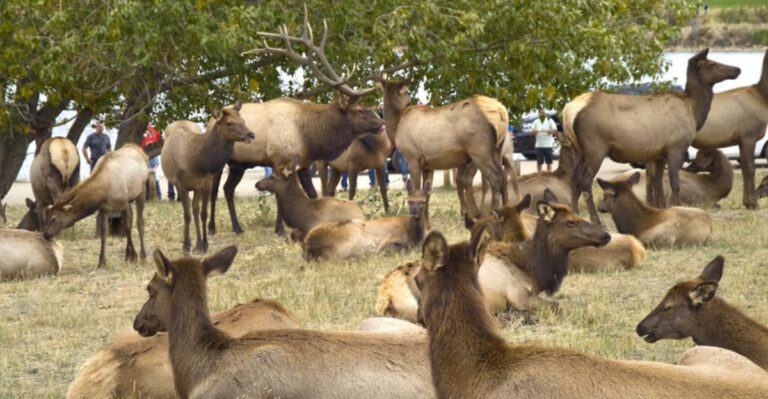 Reasons Why Colorado’s Elk Herds Draw Big Crowds Each Autumn