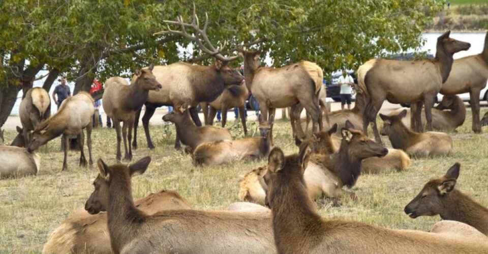 Elk Rack Together Reasons Why Colorado's Elk Herds Draw Big Crowds Each Autumn
