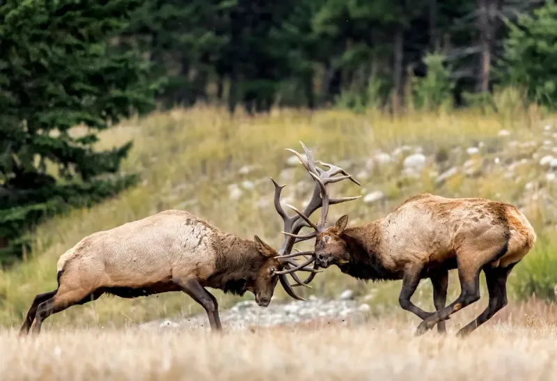 The Spectacular Elk Rut Drama