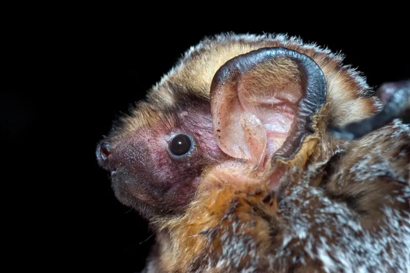 Hoary Bats
