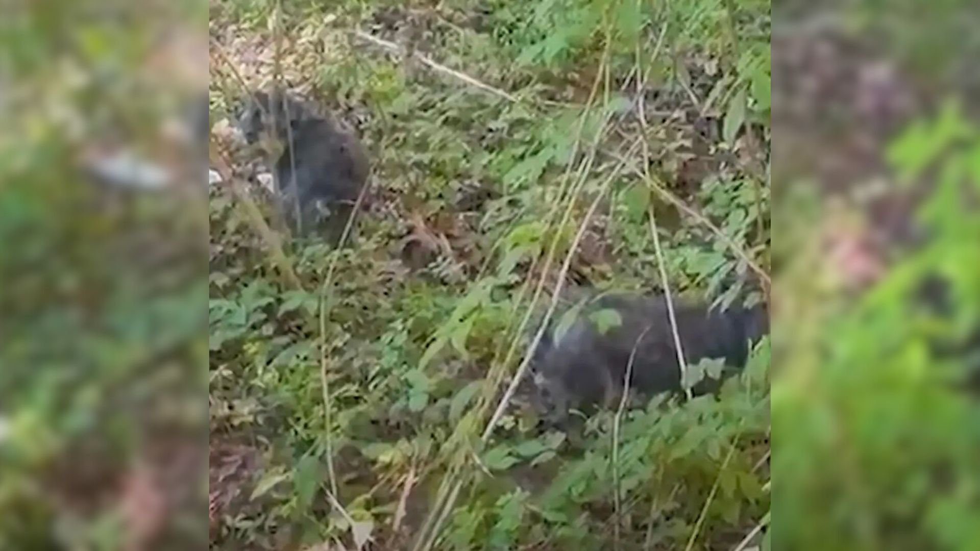 Rescuers Enter The Georgia Woods And Discover Two Furry Figures Waiting For Someone To Save Them