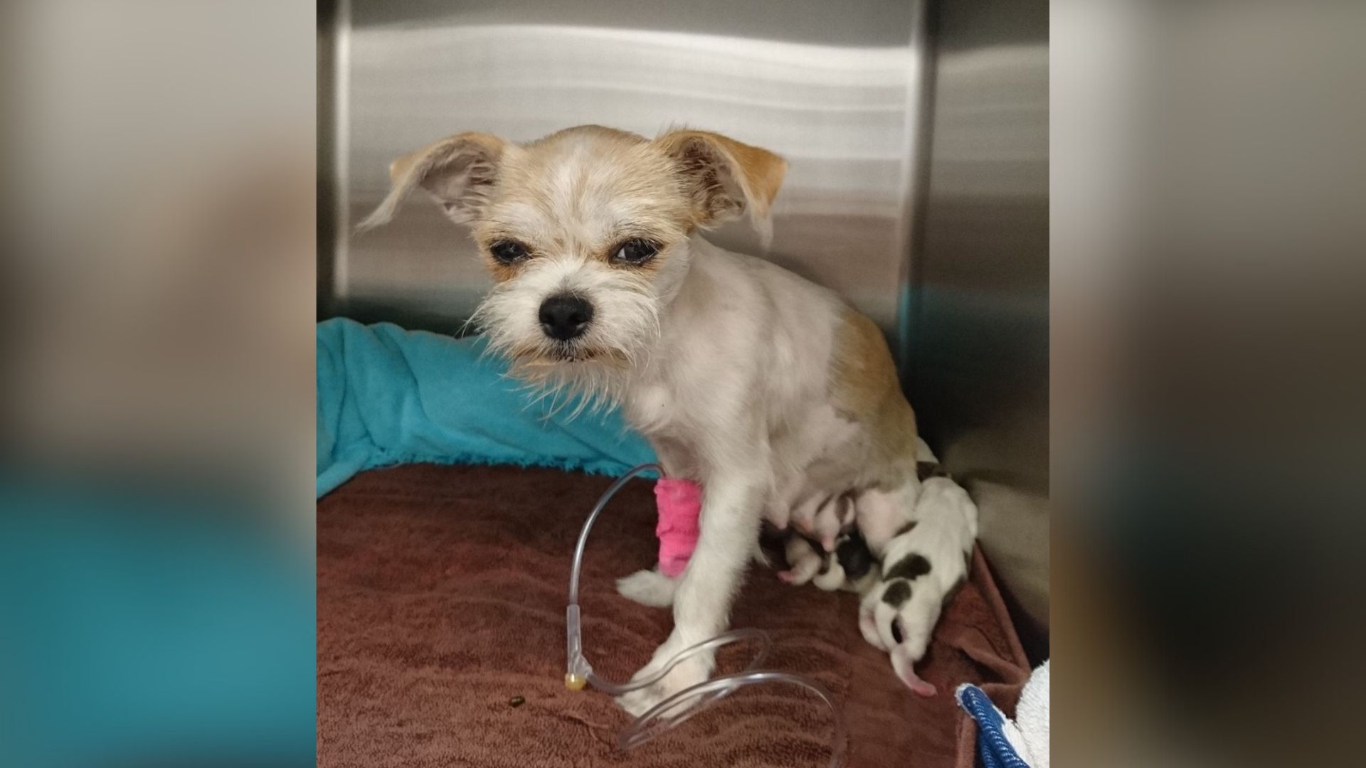 Rescuers In Texas Receive The Most Heartwarming Surprise From Abandoned Small Dog