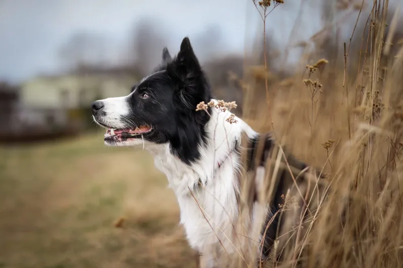 Early Season Heat Threatens Working Dogs